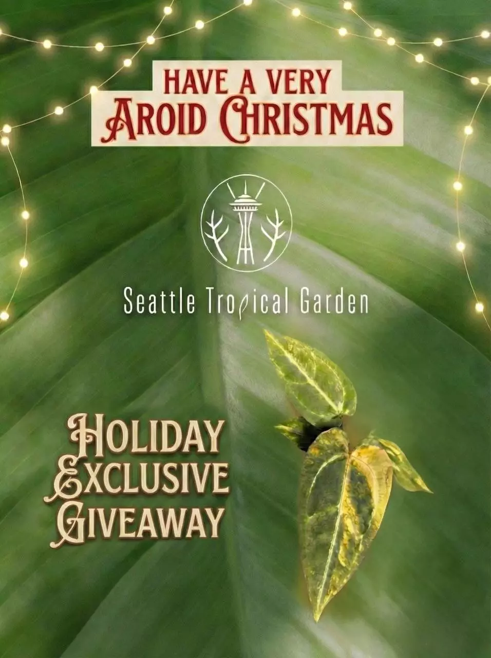 Have a Very Aroid Christmas🎄🧑🏻‍🎄