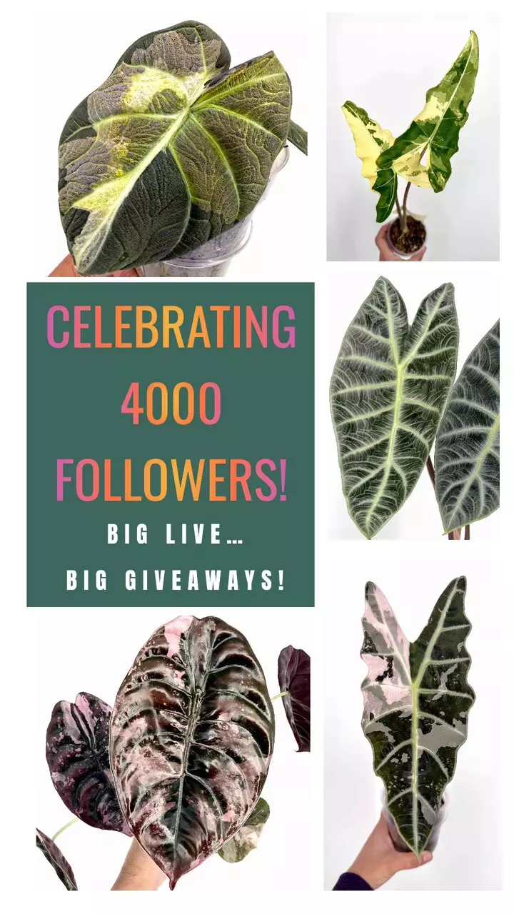 🎉🎉4000 FOLLOWER CELEBRATION 🎉🎉