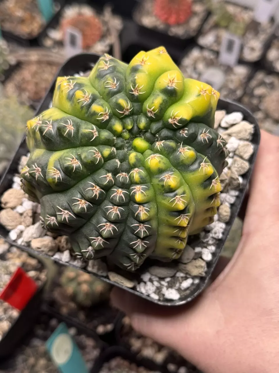 Embrace the Succ’s 46th Live Show!