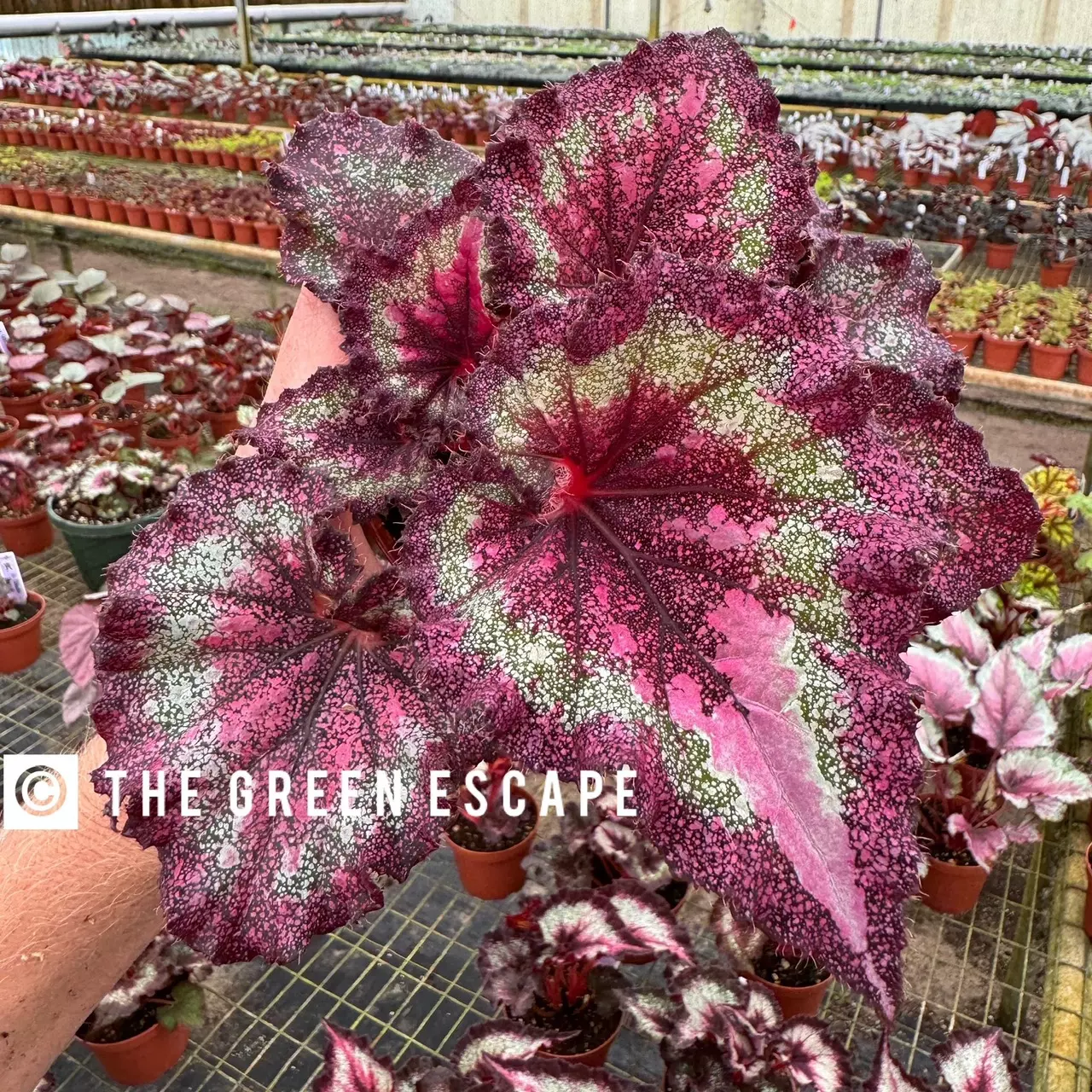 Sam has some great plants to show!