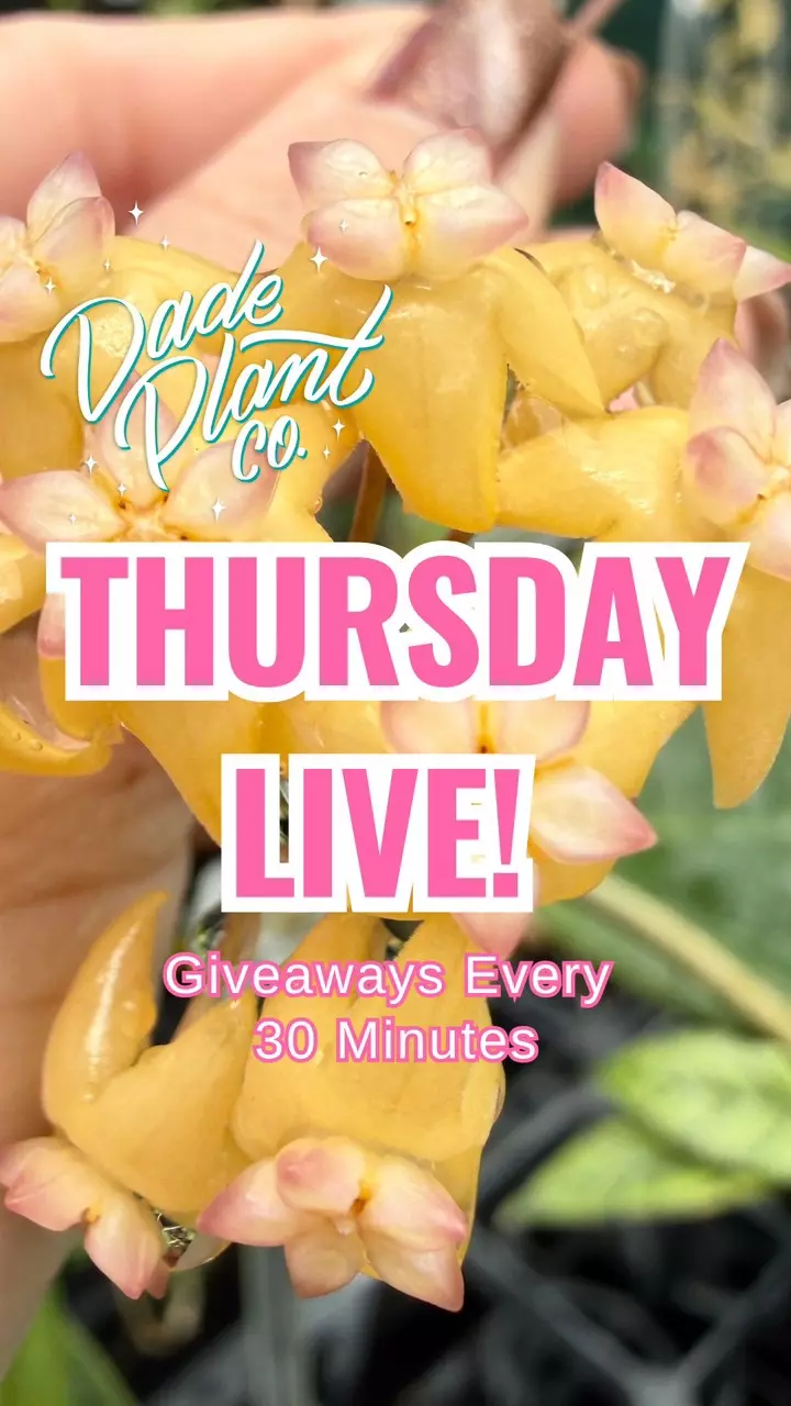 Giving Away Rare Hoya Cuttings Every 15 Min!