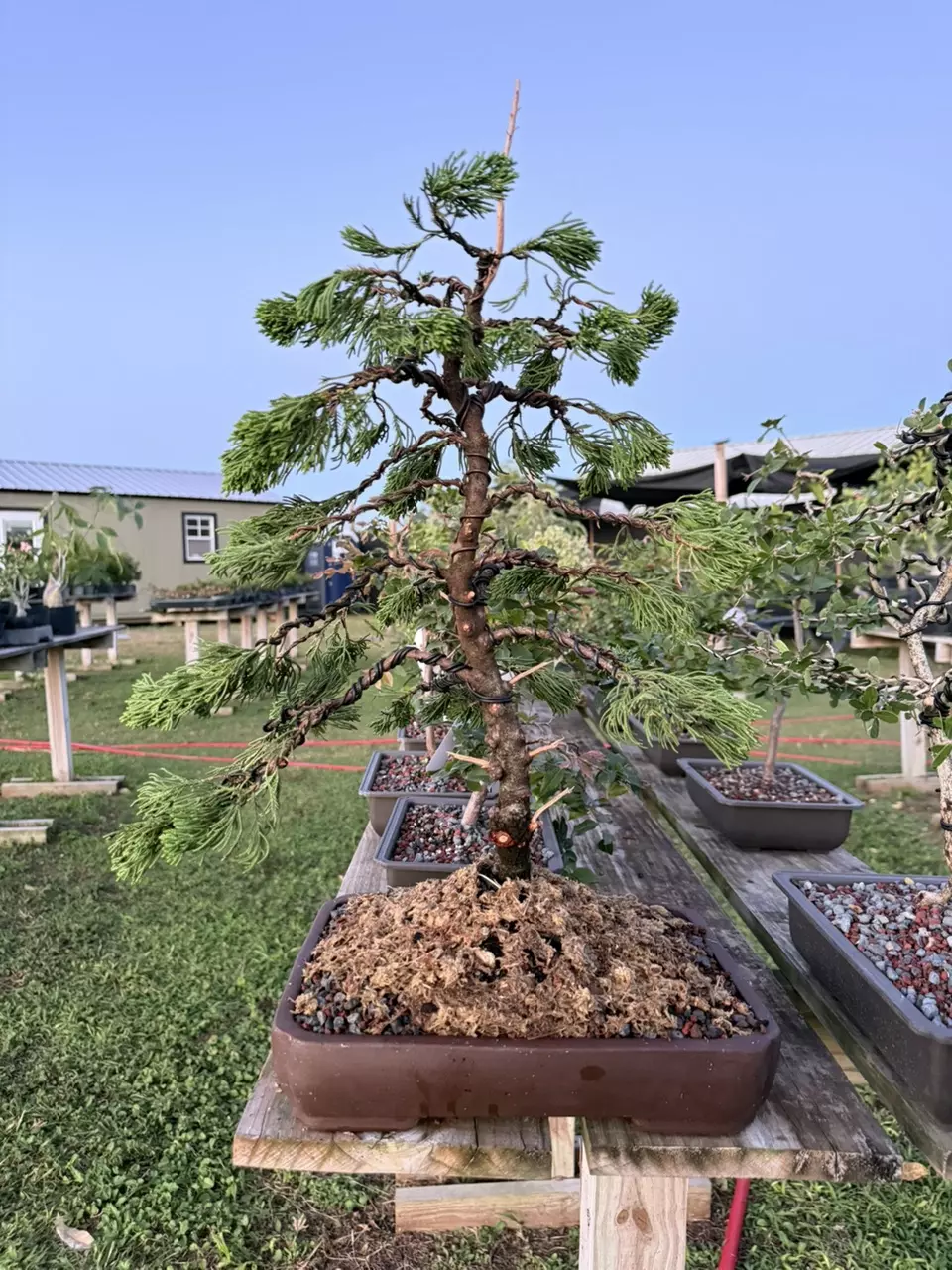 LIVE BONSAI DEMONSTRATION & GIVEAWAY!!