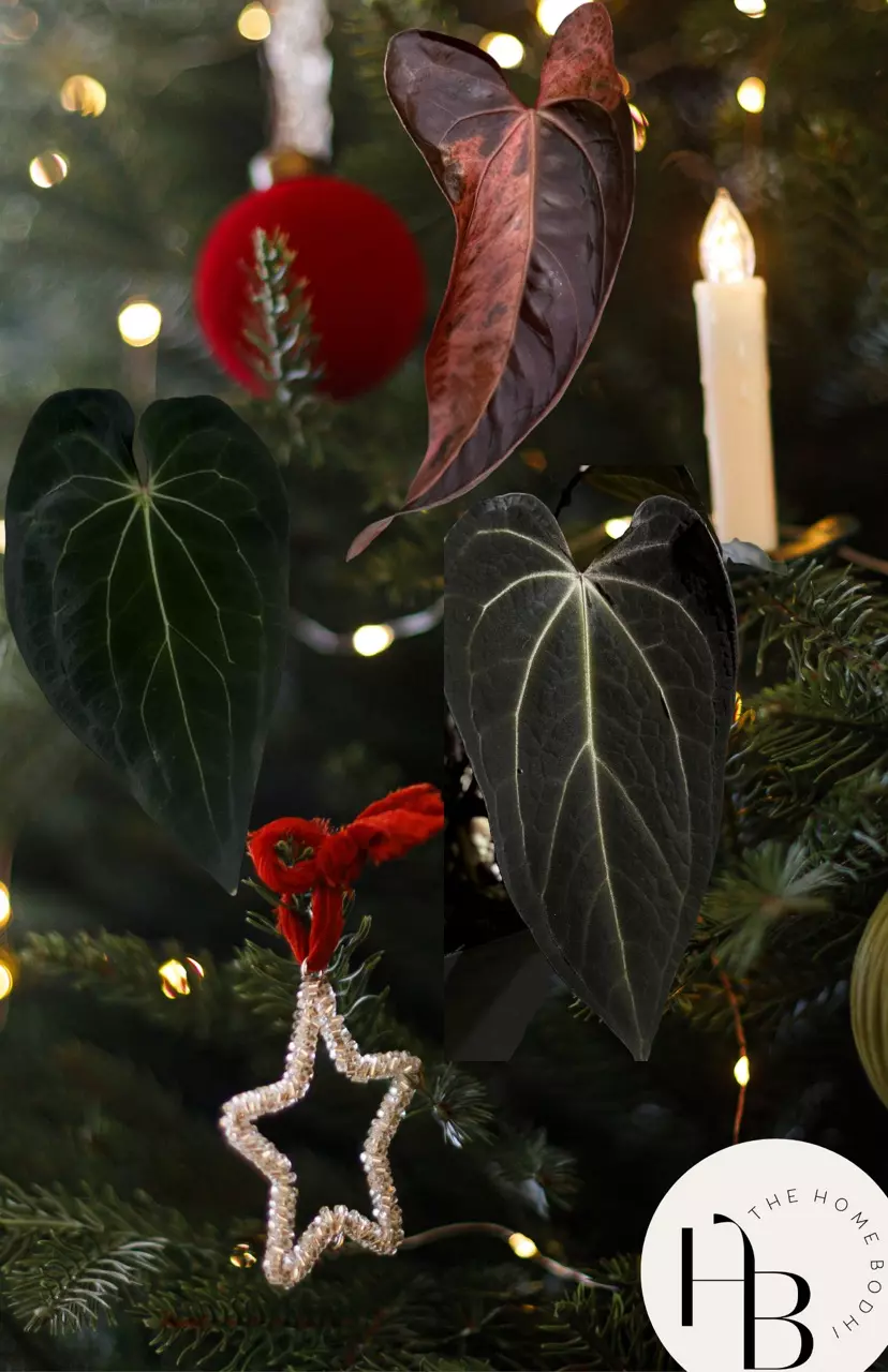 Christmas Plant Gift Box Bonanza 🌿
