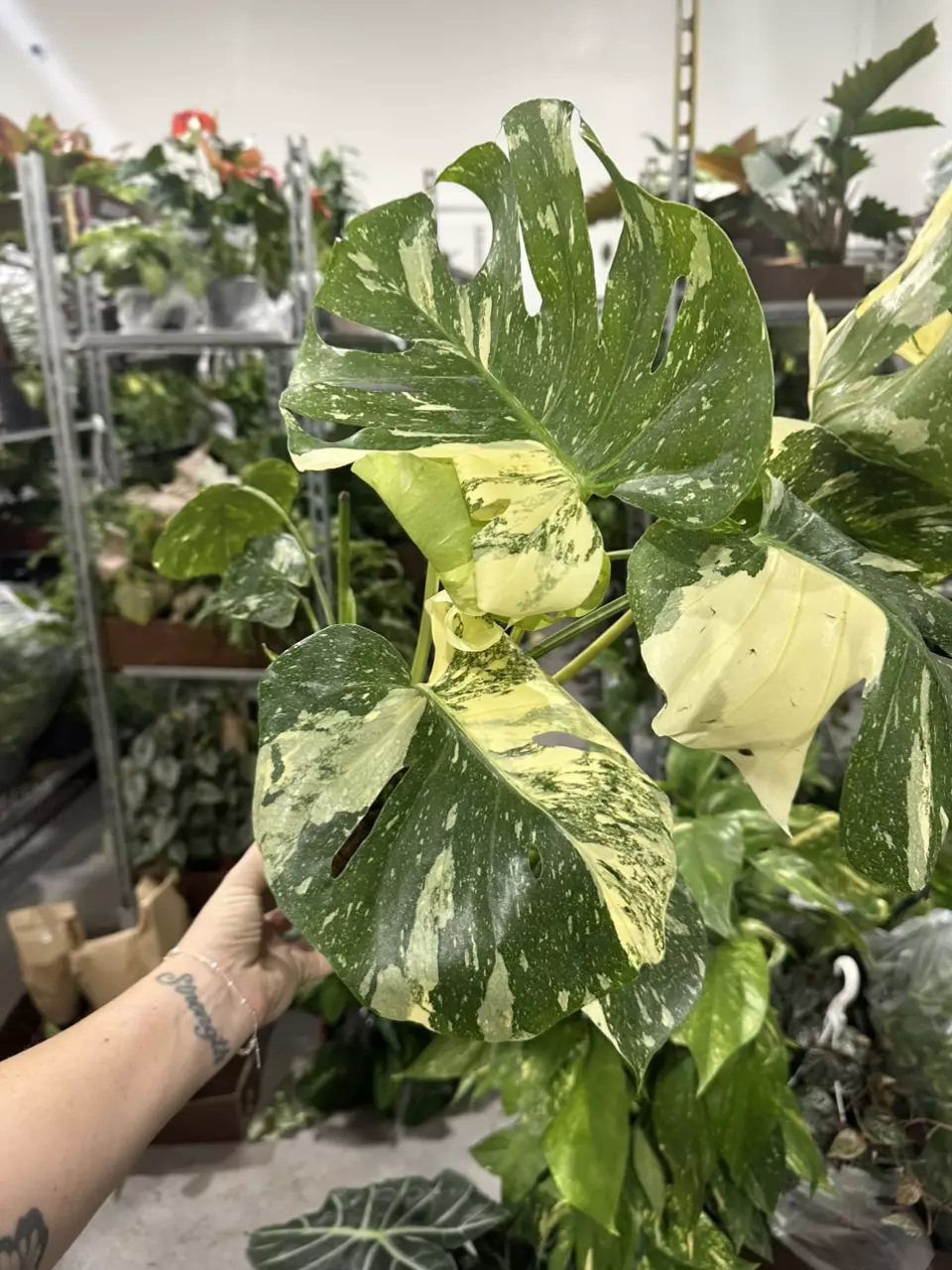 PLANTLYADDICTED, LLC mid day LIVE