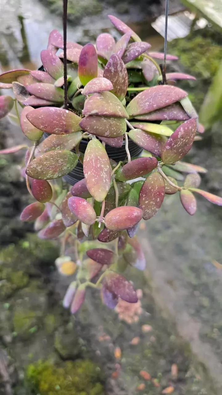HUNDREDS OF NEW HOYA MOTHER PLANTS & MORE!!