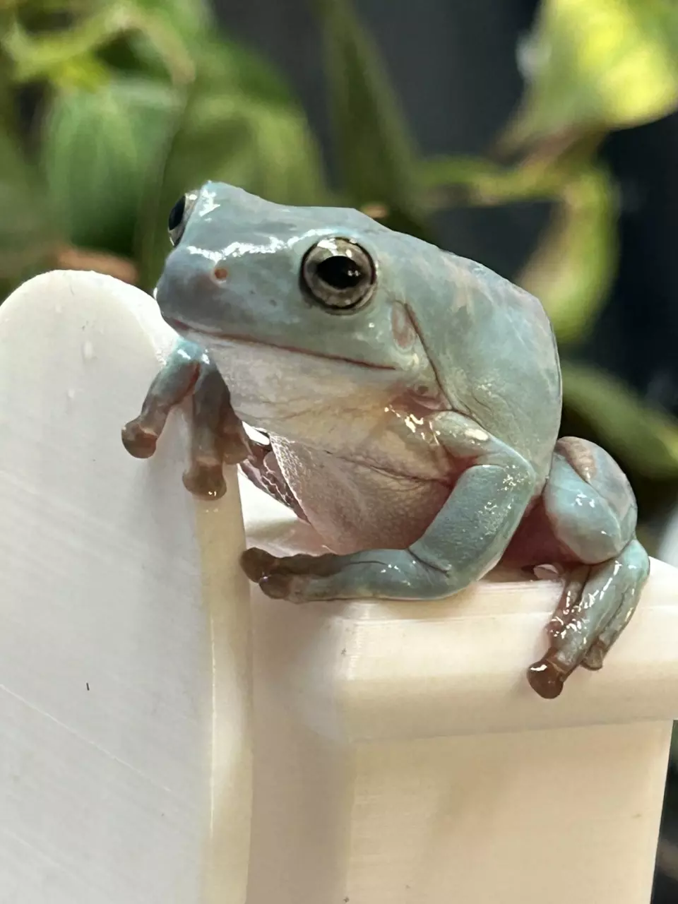 HELLLOOOO Chicago! Reptile tour, auction and more!