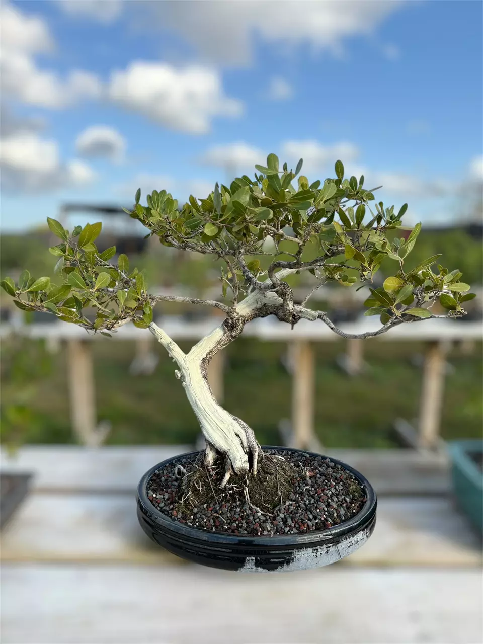 Bonsai SALES! 🌳⛩️😊🌲