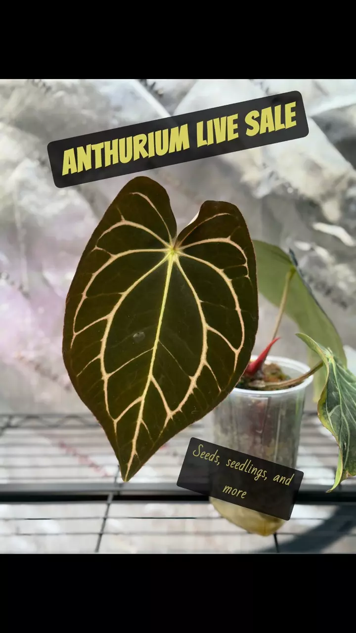 Anthurium Live Sale