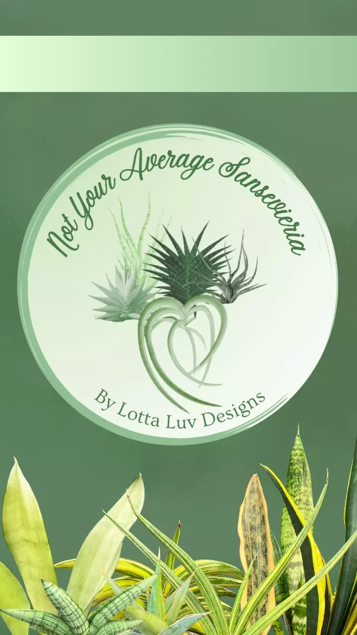 Snake Plants for Beginners to Enthusiasts 🪴