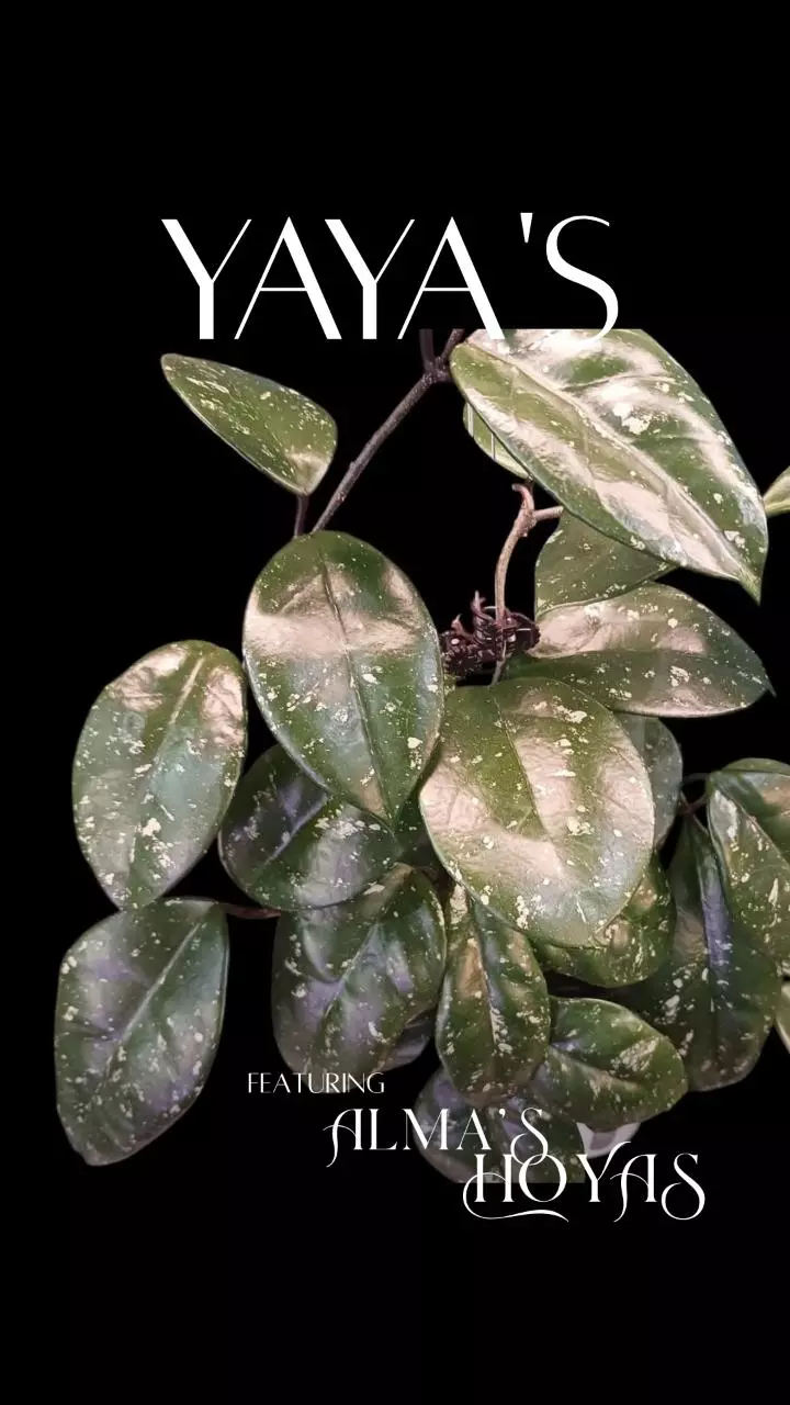 Now featuring Alma's Hoyas!
