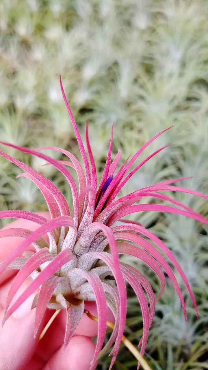 Air Plant Live w/Rebecca