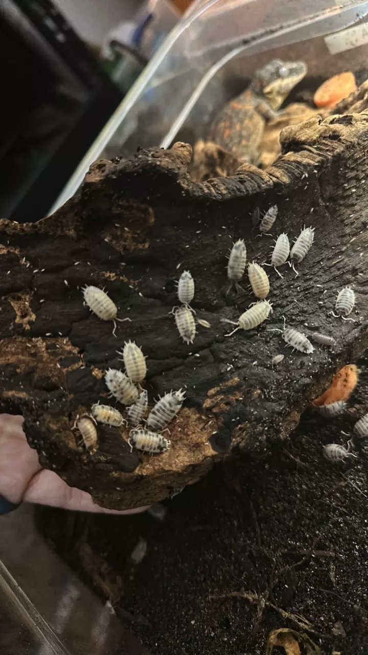 Gargoyle Geckos, Beardies, Hognose, Isopods, and MORE