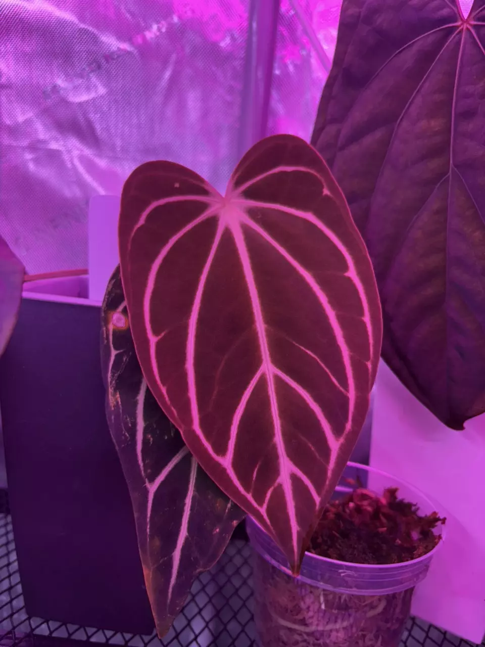 Anthurium Thursdays w/ Weeb!