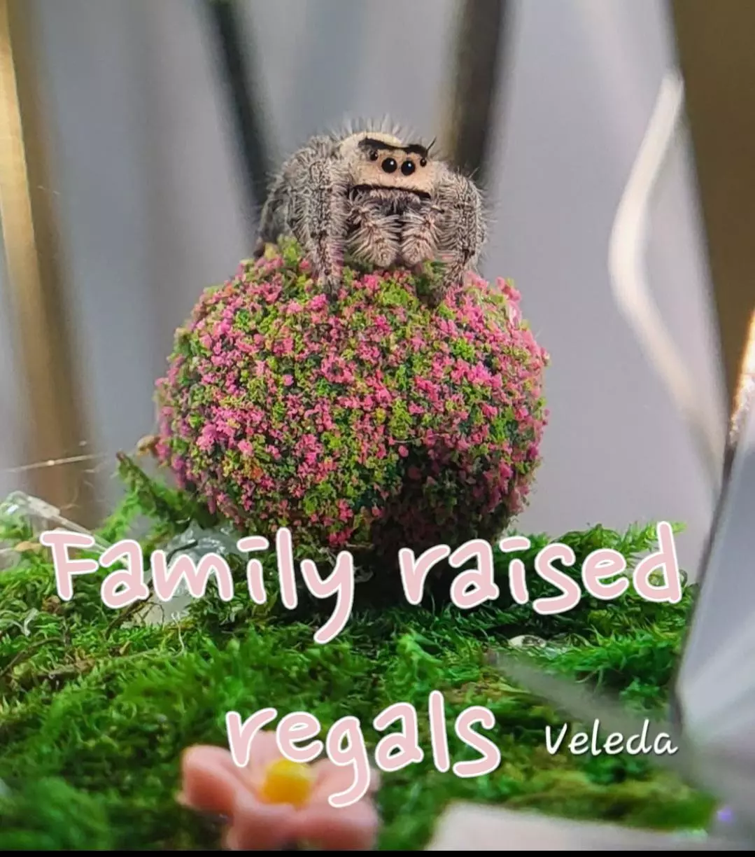 Family raised jumping Spiders & Enclosures