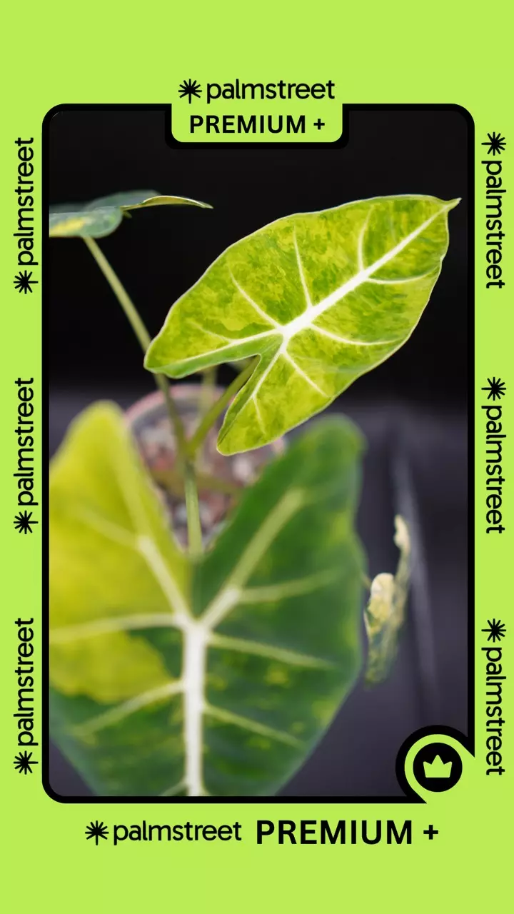 VARIEGATED TISSUE CULTURE RARES 🔥🌱