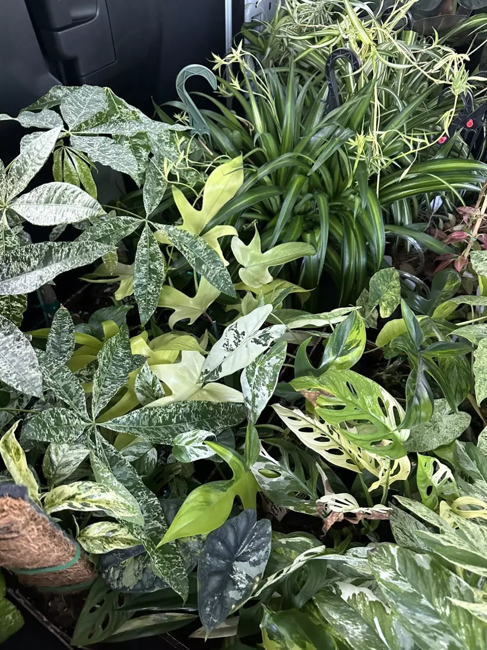 VARIEGATED AROIDS