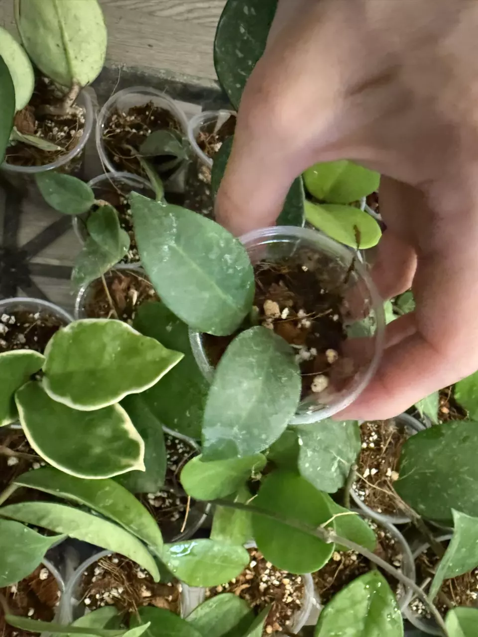 Vayda is back! Let’s run plants!