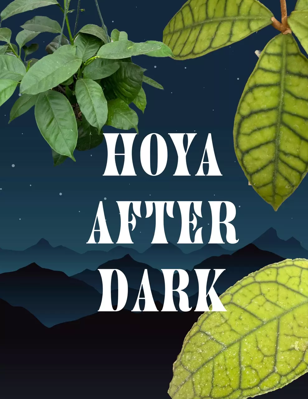 Hoya After Dark!