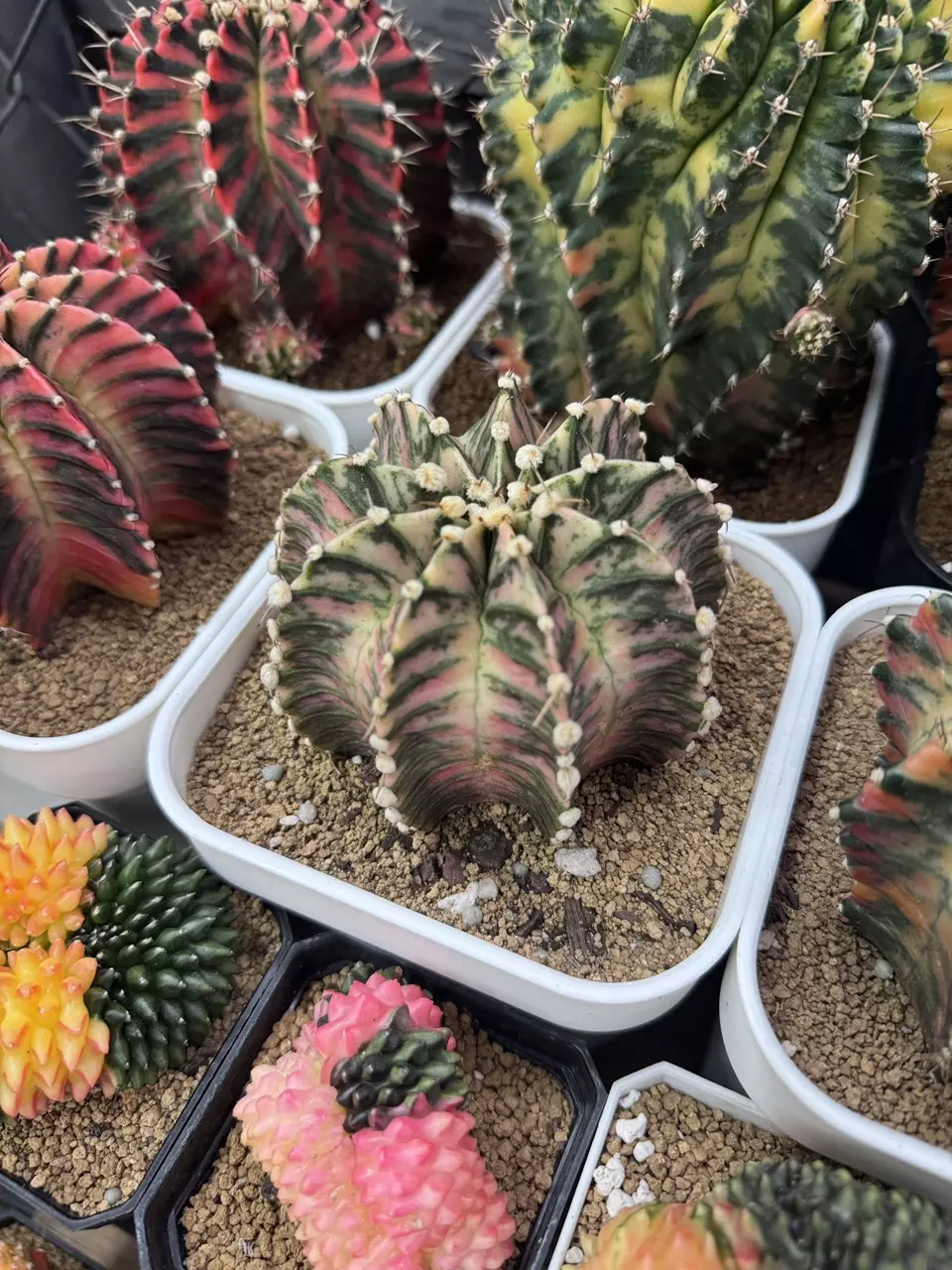 Colorful Cactus Sale! 🌺🌵