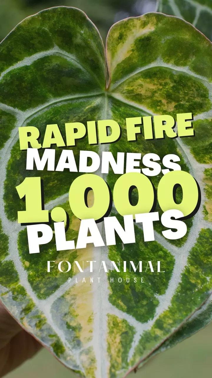 🔥 1,000 PLANTS RAPID FIRE 🔥