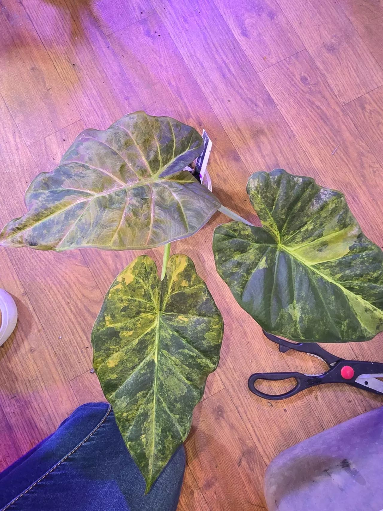 Alocasia corms, pups, philodendron, some random things