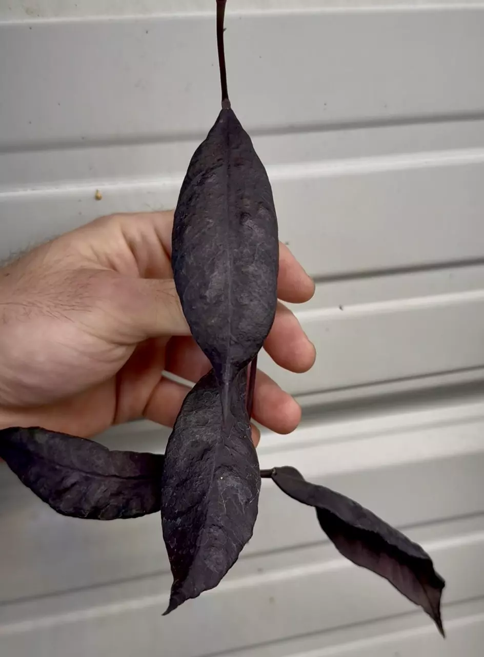 Cactus and Exotics live Hoya sale!