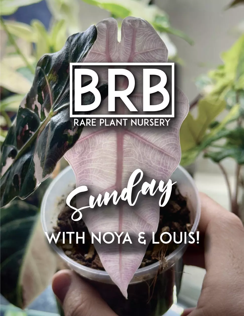 Enjoy a Sunday morning with BRB 😌