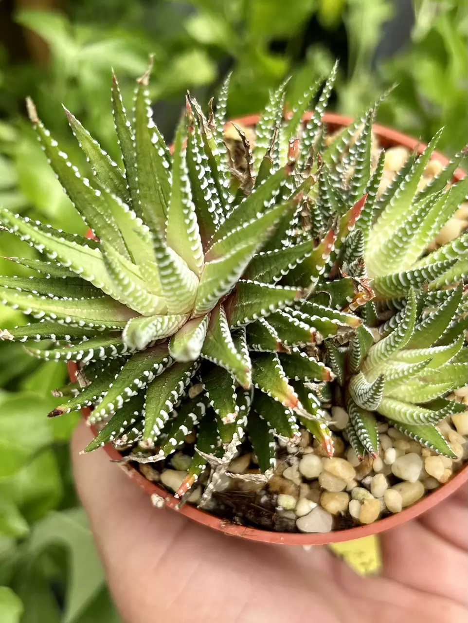 Friday Wake & Walk: NEW Gasteria, Bromeliads, Cactus & MORE!
