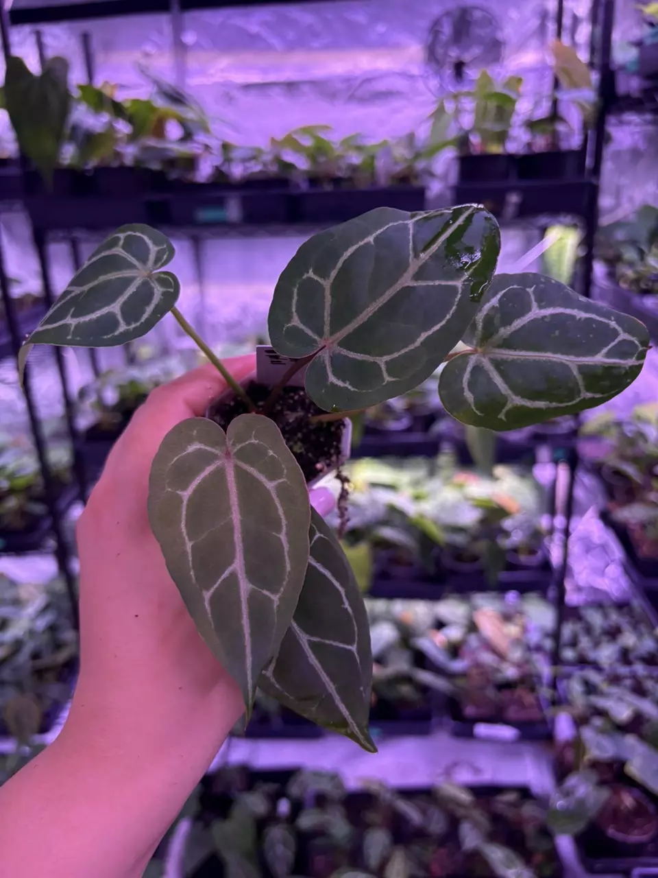 Saturday Seedling Sale!