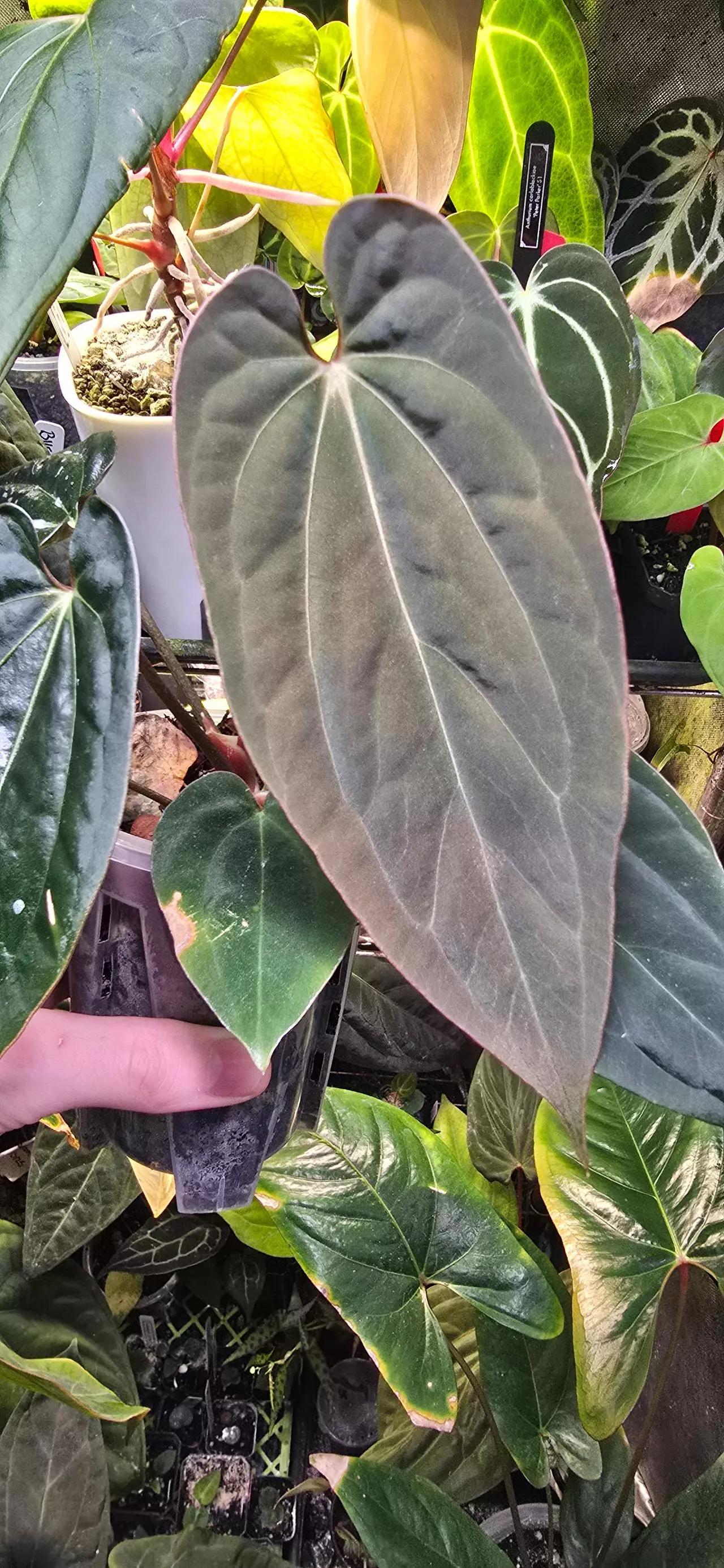 Every 15 minute givvys! $1-$5 starts on most plants!