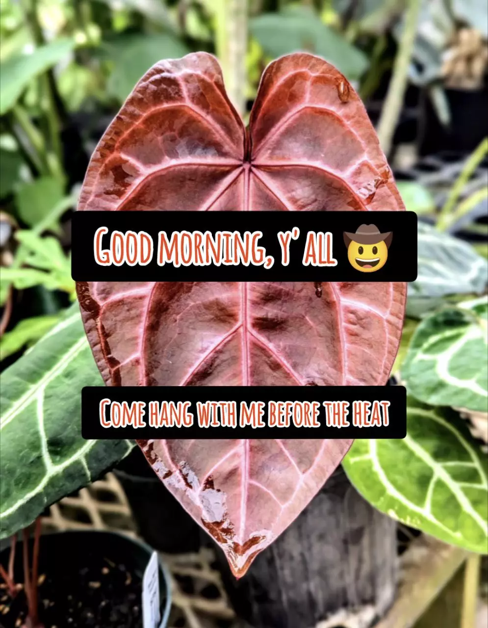Friday morning from the greenhouse