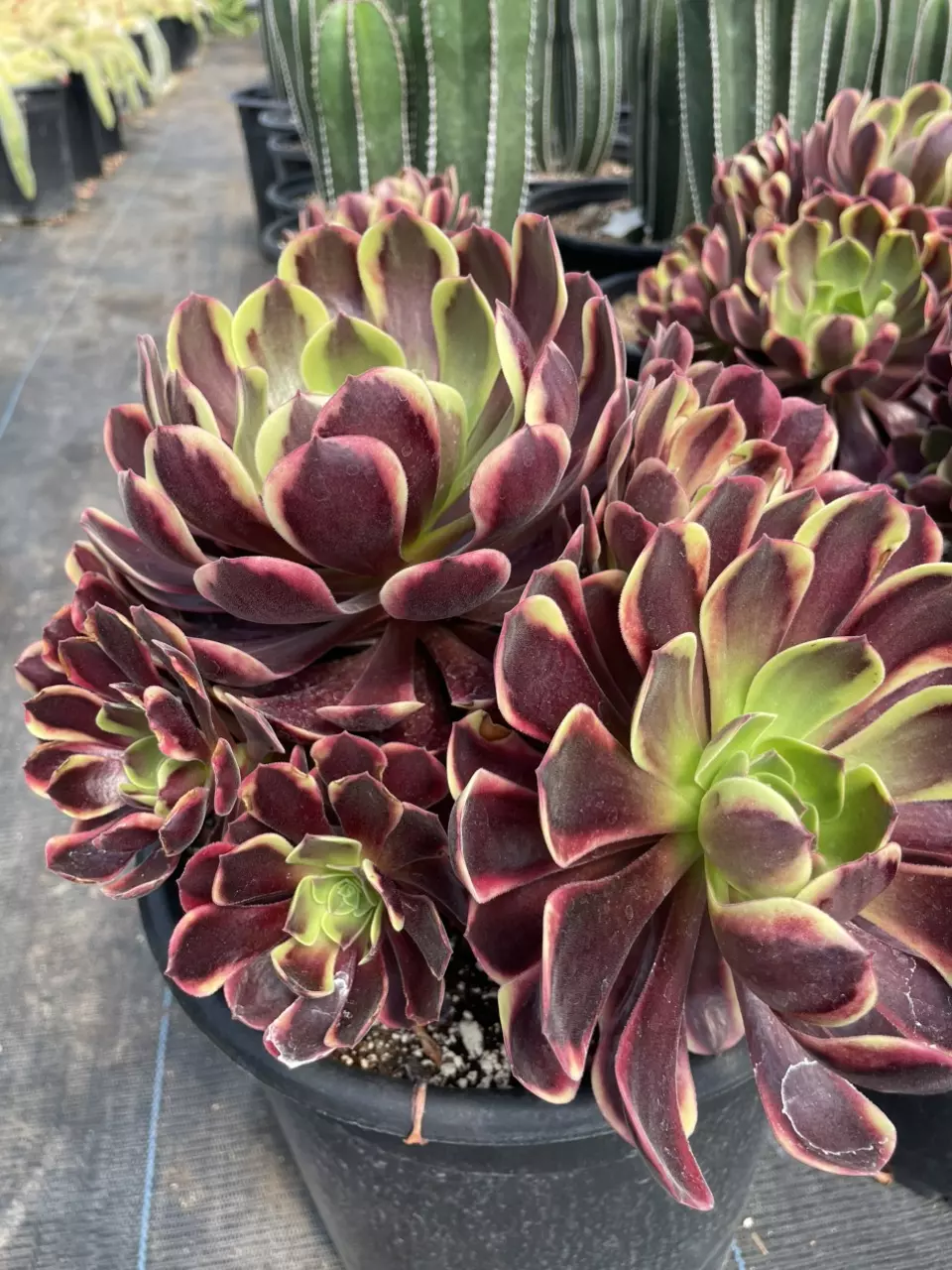 🌵 Don’t You Love Plants! You Should See This Live Show👏🏻👏🏻