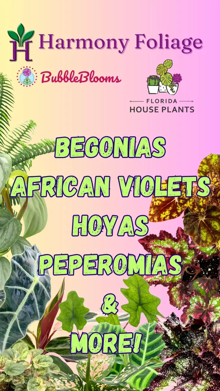 Begonias, African Violets, Peps, & a lot more Ft. Eileen