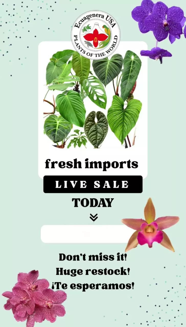 Live Sales Aroids & Tripocal Plants⁹o