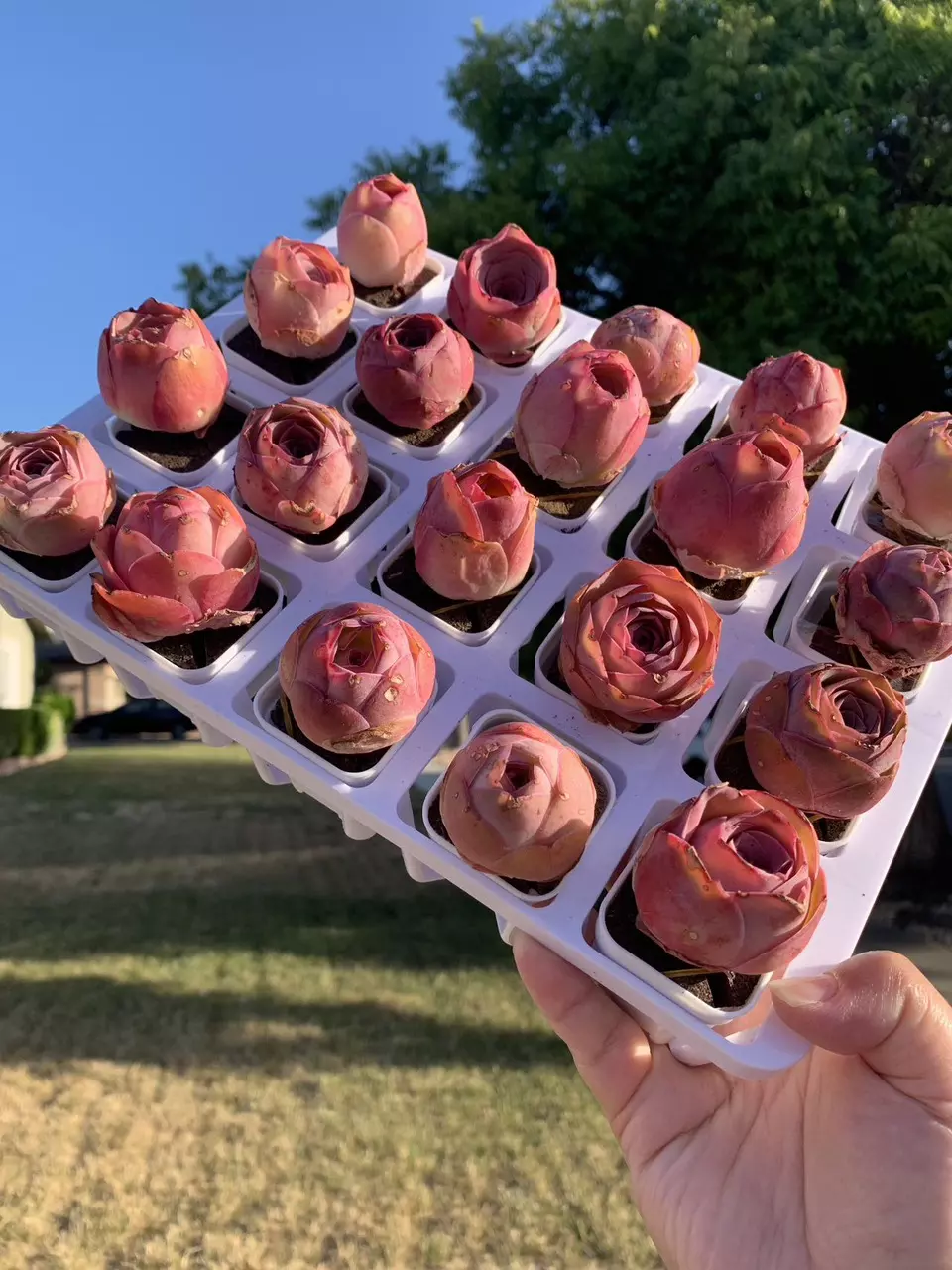 The most beautiful succulents