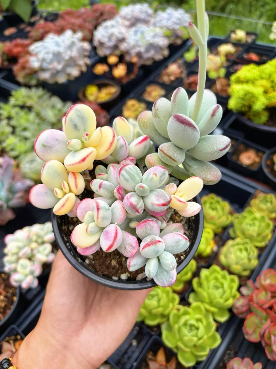 April Farm Rare Succulents Live Show