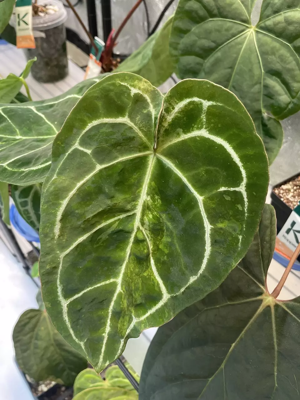 ANTHURIUM! ANTHURIUM! ANTHURIUM