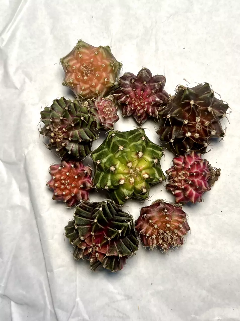 New arrivals Rare Cacti and succulents