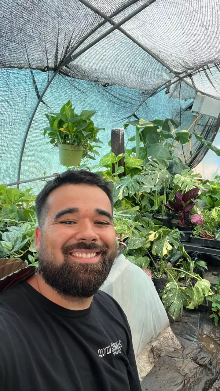 Clearing some plants from the greenhouses