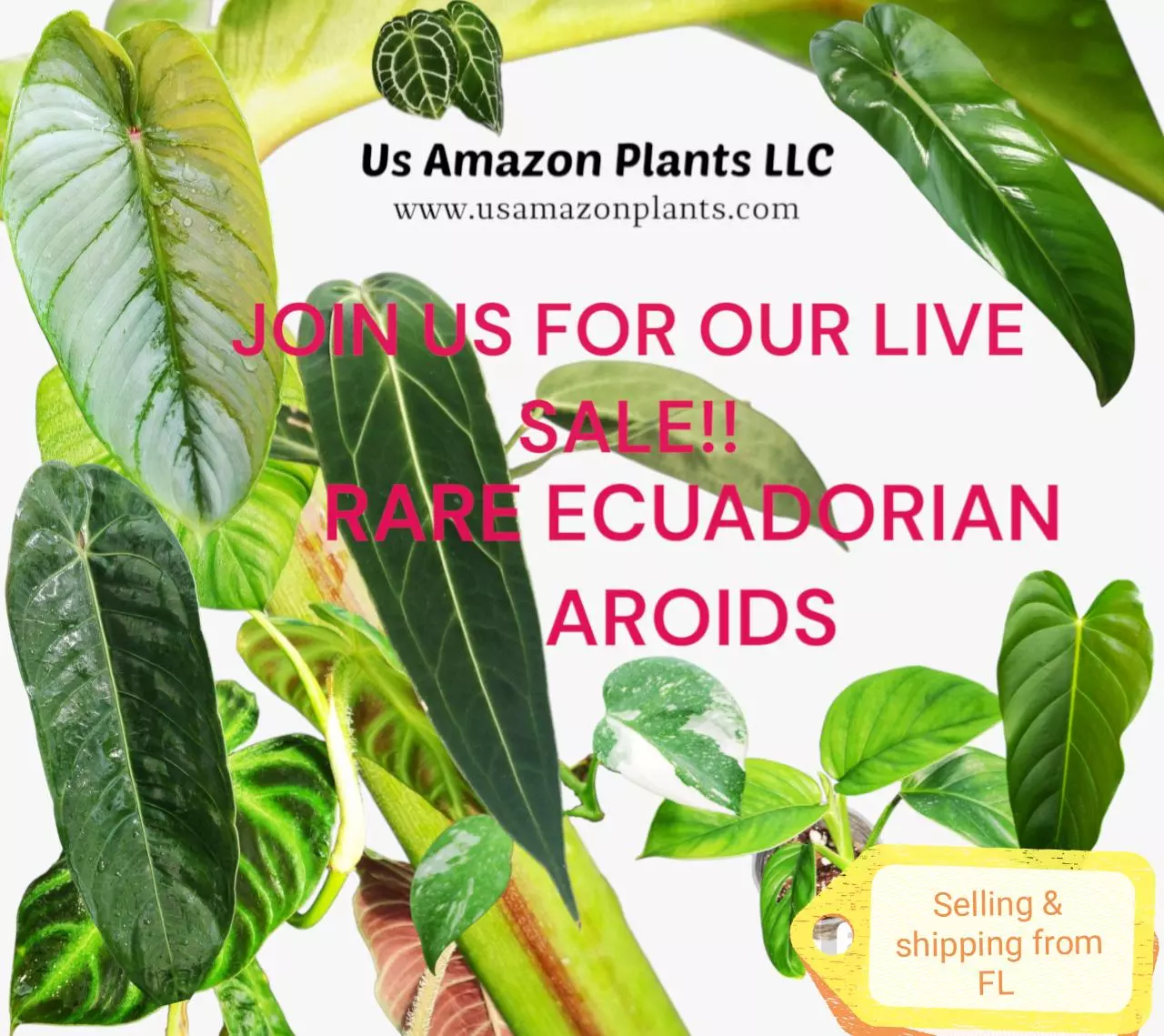 Rare Ecuadorian Aroids Shipping from Florida!!