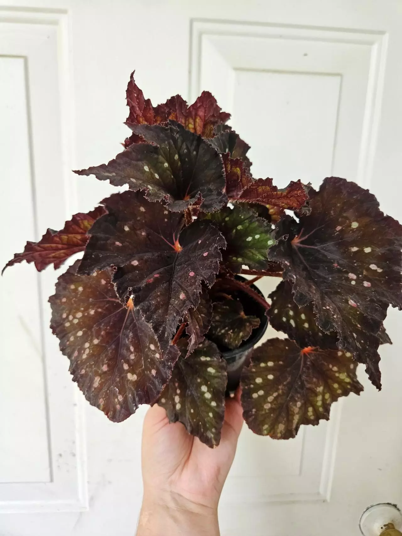 Start Friday right. With plants!