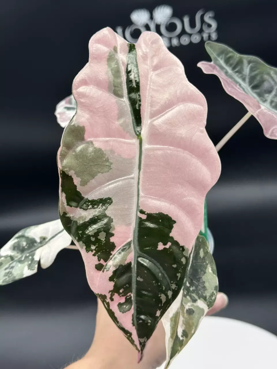 ‼️Pushed back an hour‼️Alocasia repot and sale!