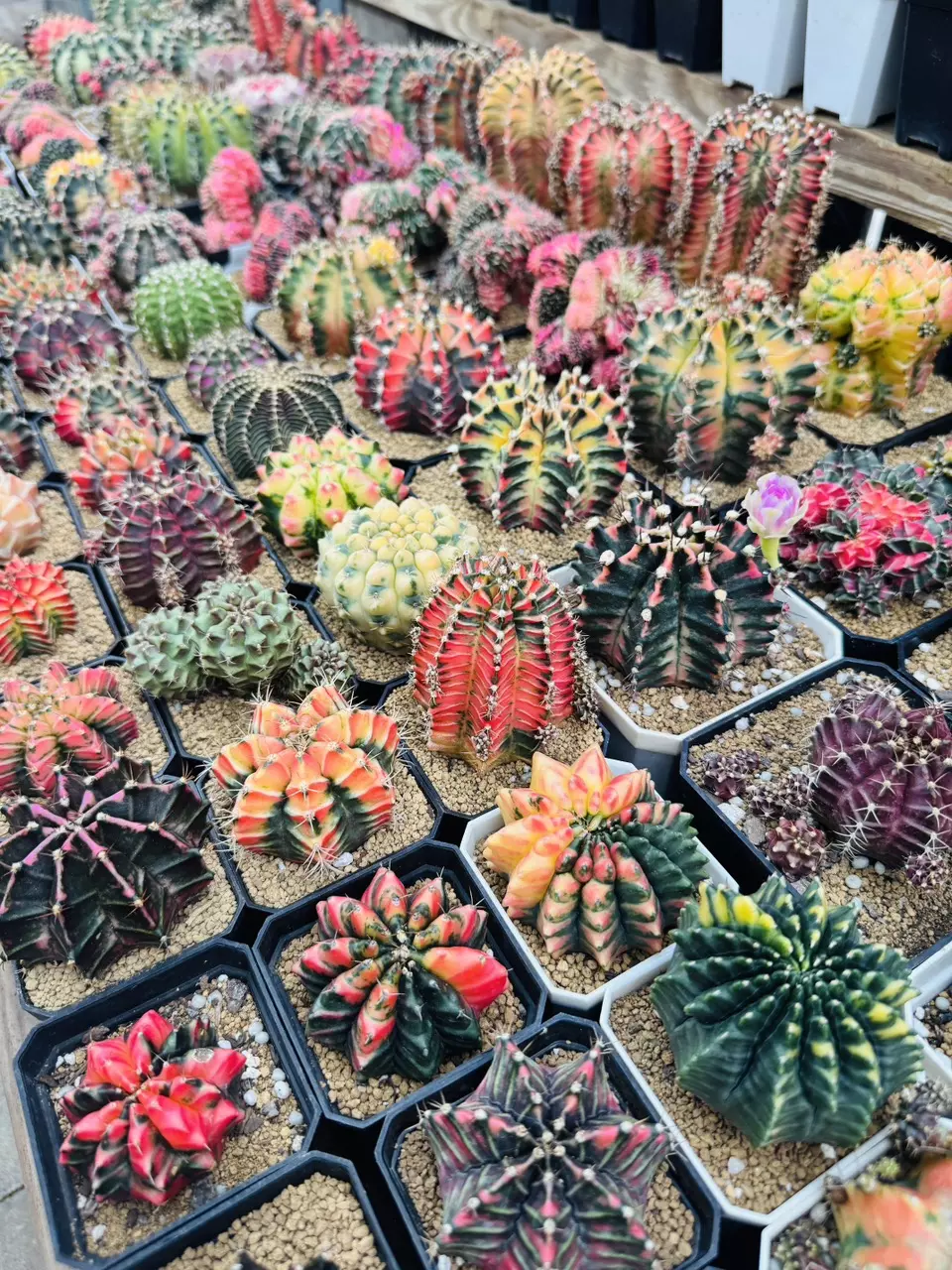 Cactus Sale! 🌵 🌺20% off
