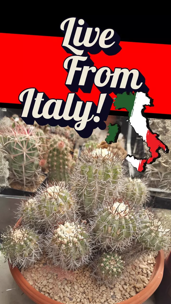 Copiapoa From Northern Italy