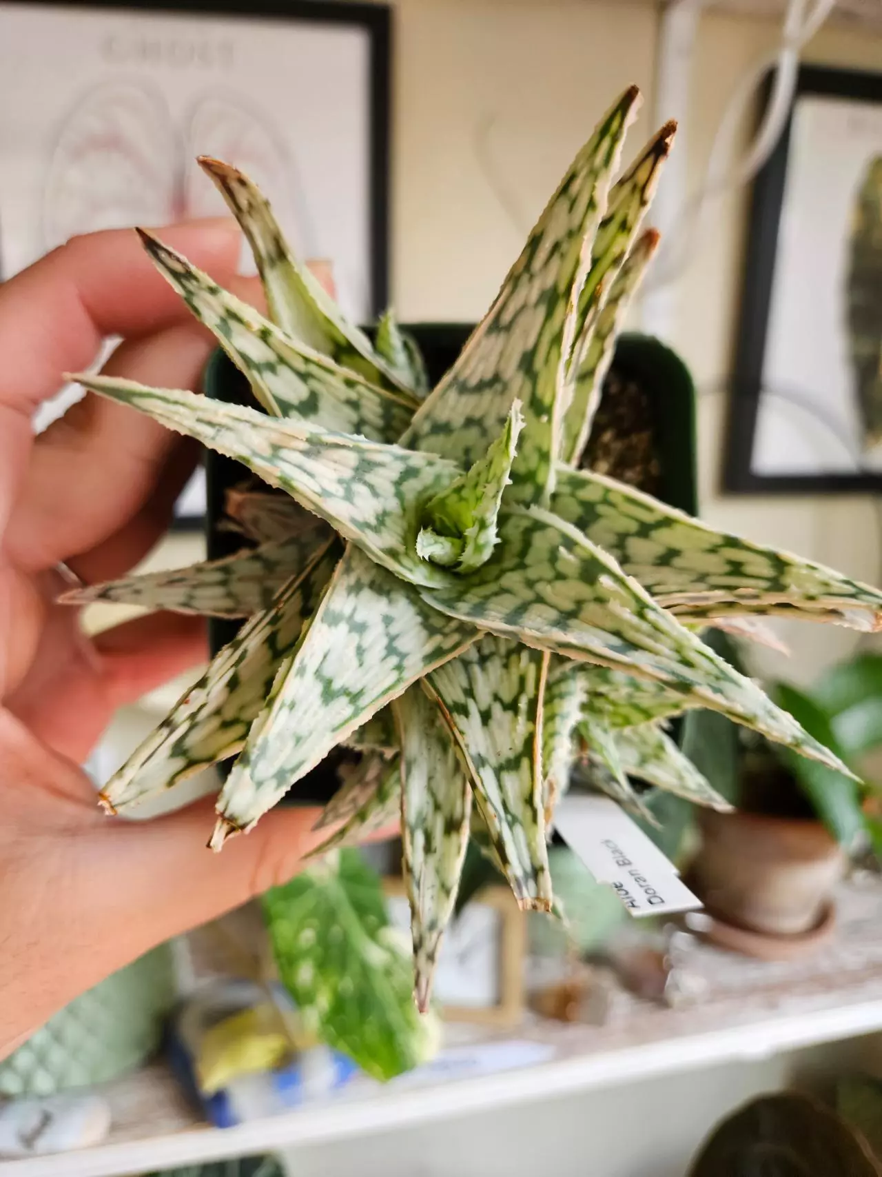 New inventory! Succulents, airplants, and the usual suspects