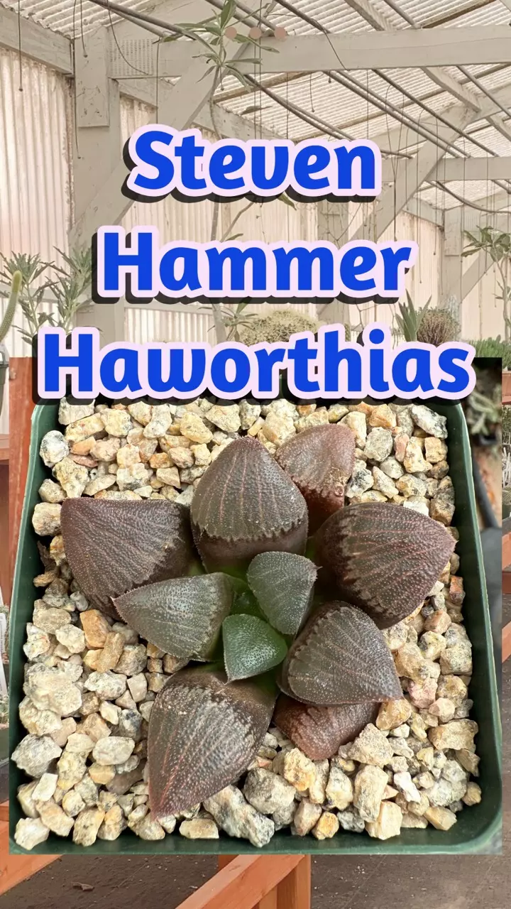 Steven Hammer Haworthia! + Cactus, Succulents & Pottery!