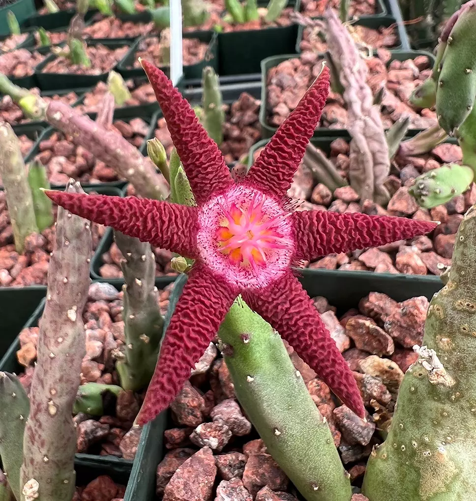 Stapeliad Day! + cactus, succulents, pottery!