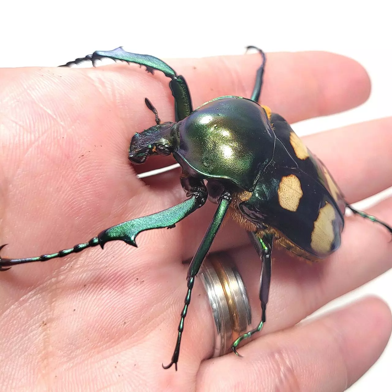 Take 2 James' Beetle Farm 8/2 Auction