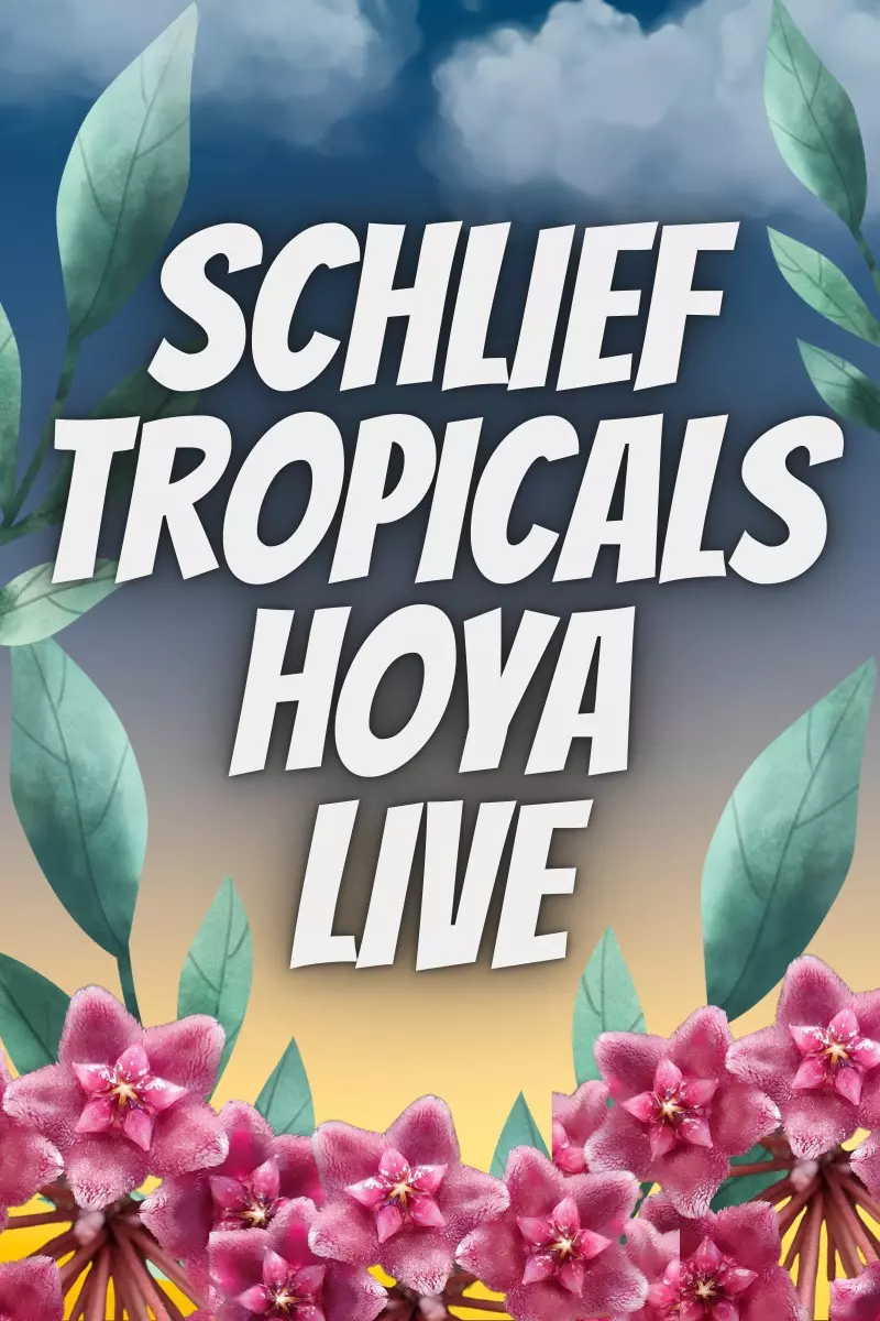 Schlief Hoya Friday