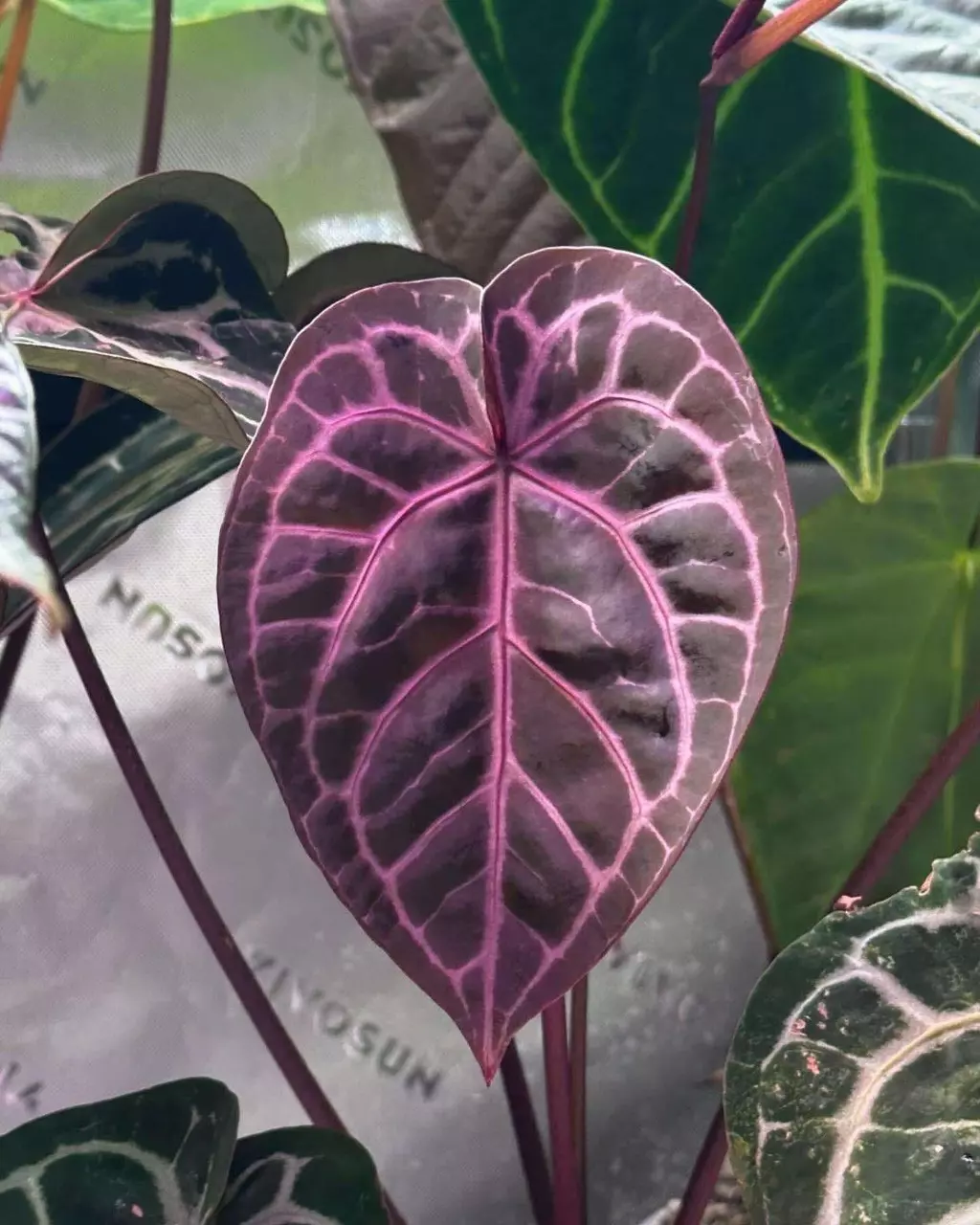 Live sale! Anthurium seedling sale!!
